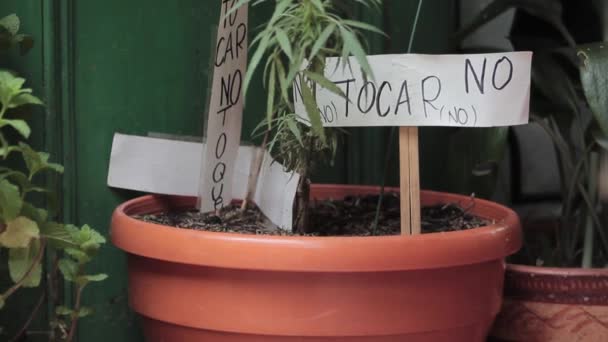 Una Planta Marihuana Una Cafetería Bogotá — Vídeo de stock