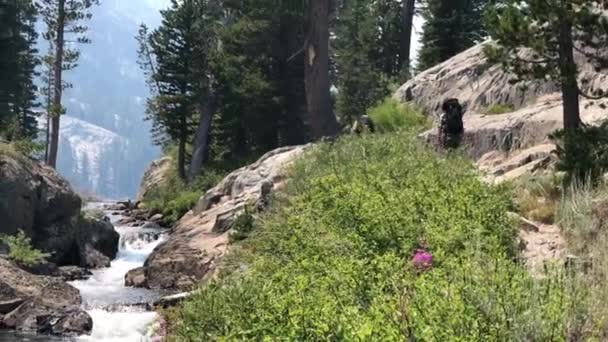 Senderistas Caminando Por Bosque Nacional Inyo — Vídeo de stock