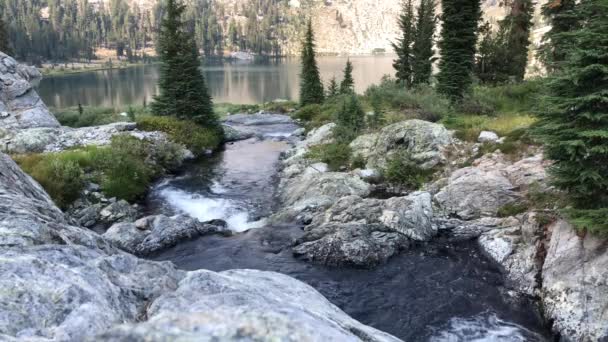 Hermosa Vista Del Flujo Del Río Bosque Nacional — Vídeo de stock