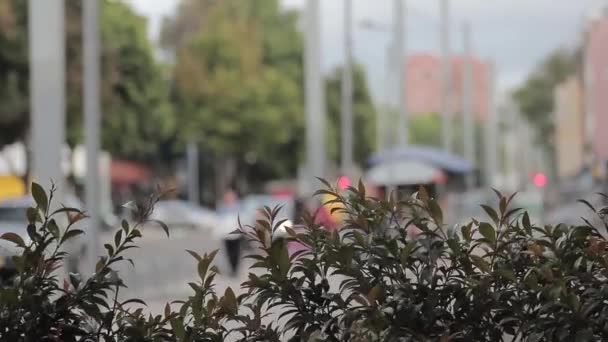 Ludzie Samochody Ruchliwej Ulicy Bogota — Wideo stockowe