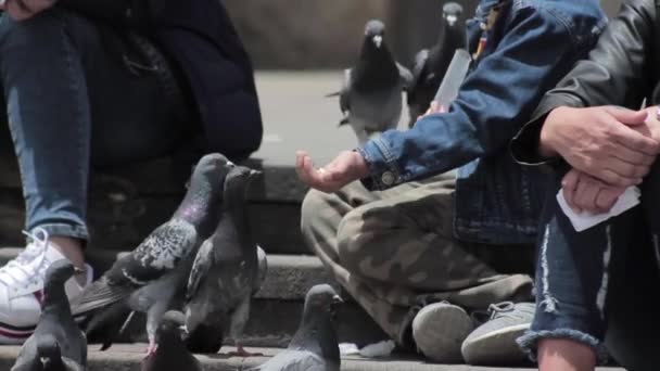 Pequeño Niño Alimentando Palomas Una Plaza Bogotá — Vídeo de stock