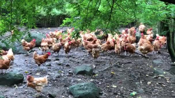 Grupo Frangos Livre Fazenda Orgânica — Vídeo de Stock