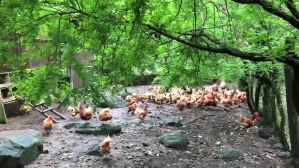 Небольшая Группа Курицы Внутри Забора Органической Ферме — стоковое видео
