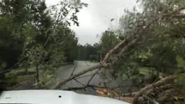 Surf City'de trafikte kasırga Floransa sırasında durdurma ağaçlar düşmüş