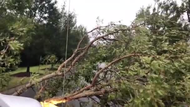 Αυτοκίνητο Καταργεί Ένα Πεσμένο Δέντρο Κατά Διάρκεια Τυφώνα Φλωρεντία — Αρχείο Βίντεο