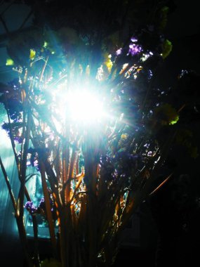 Güneş ışığı ve otlar