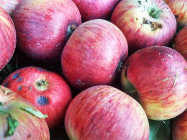 Olgun Kırmızı Elmalar