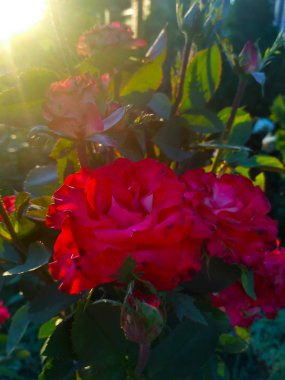 İnanılmaz gül tomurcuk