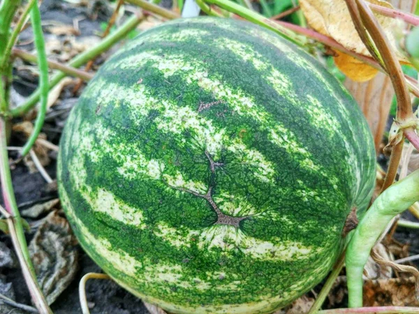 Closeup šťavnatý meloun — Stock fotografie