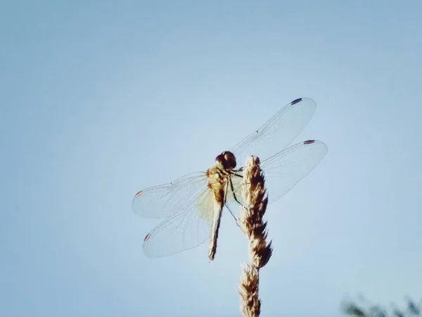 Eredeti Dragonfly Image — Stock Fotó