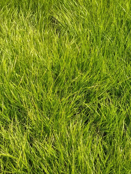 Ζουμερό πράσινο στεπών χλόης υφή — Φωτογραφία Αρχείου
