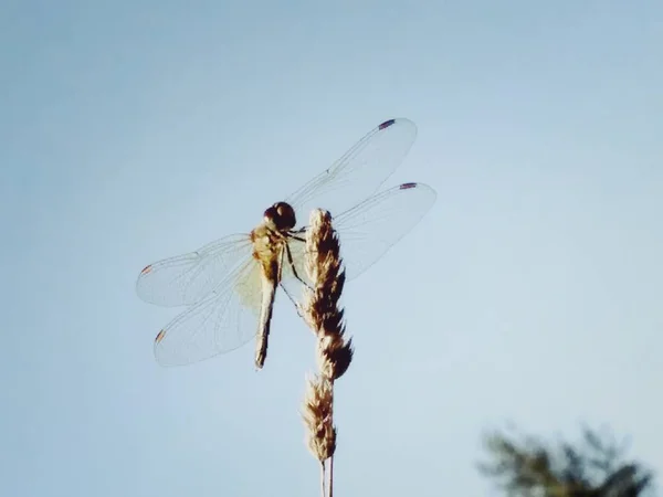 Originele Dragonfly afbeelding — Stockfoto