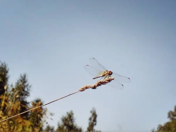 Graceful Dragonfly Magic Beauty — Stock Photo, Image