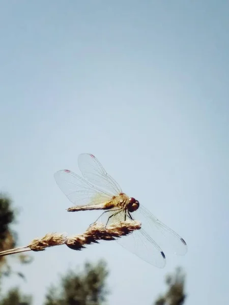 Wdzięku Dragonfly magia piękno — Zdjęcie stockowe