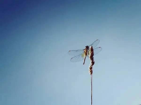 Original Dragonfly bild — Stockfoto