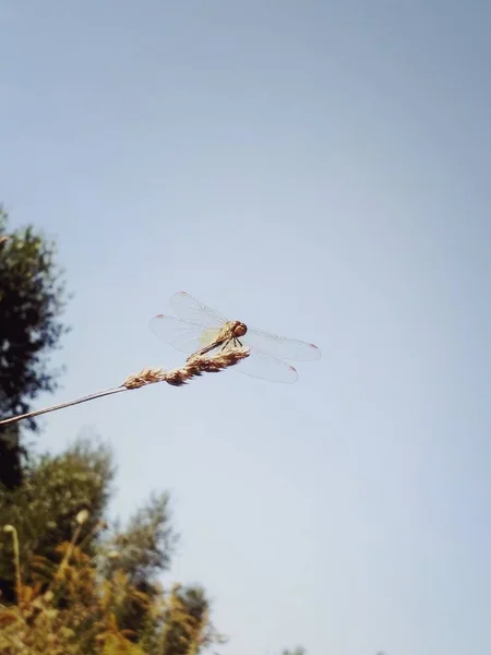 Dragonfly będzie latać — Zdjęcie stockowe