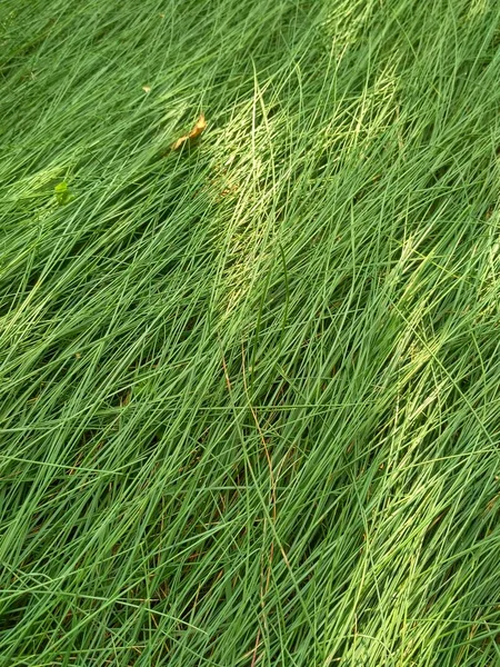 Juicy Green Steppe Grass Texture — Stock Photo, Image