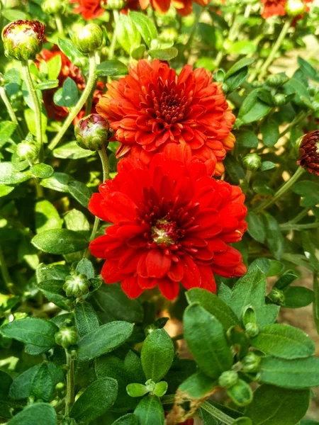 Rode Bourgogne chrysant — Stockfoto