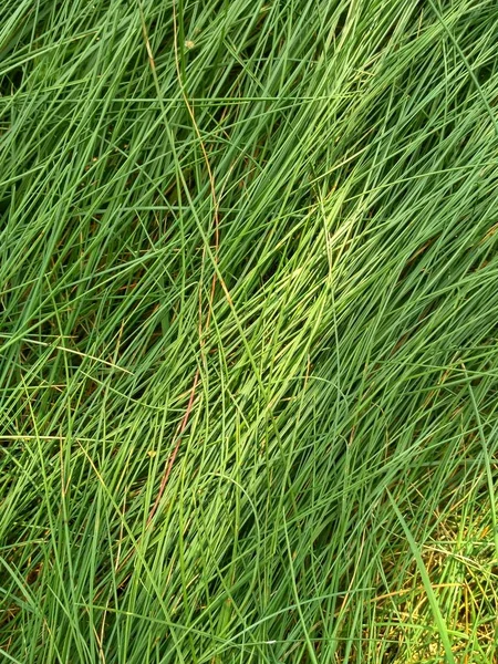 Juicy Green Steppe Grass Texture — Stock Photo, Image