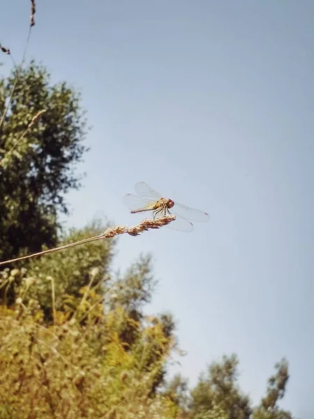Libelle wird fliegen — Stockfoto