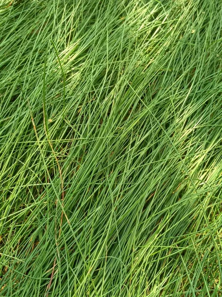 Juicy Green Steppe Grass Texture — Stock Photo, Image