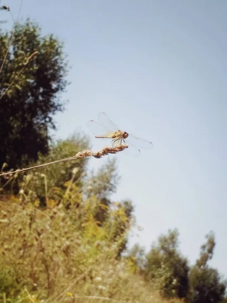 Dragonfly kommer att flyga — Stockfoto
