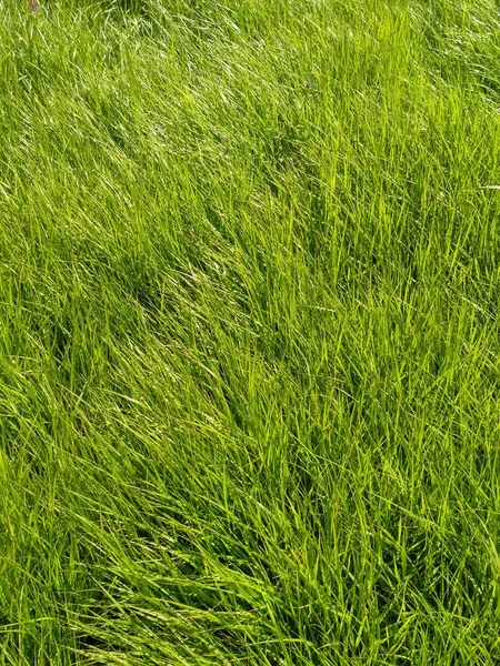 Textura de grama de estepe verde suculenta — Fotografia de Stock