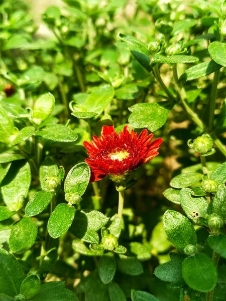 Red Burgundy Chrysanthemum