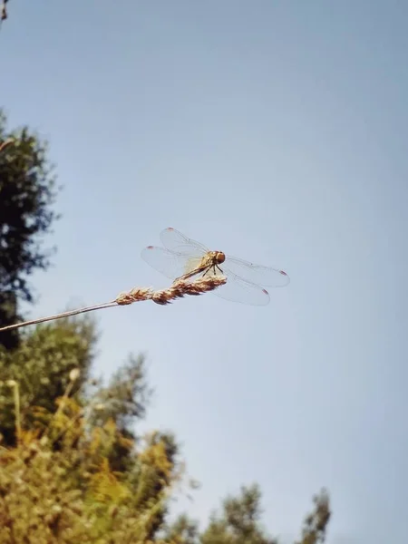 Dragonfly gaat vliegen — Stockfoto