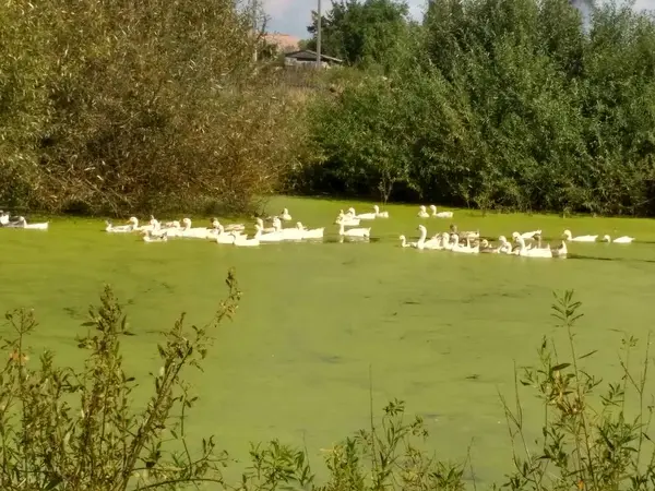 Um bando de gansos domésticos a banhar-se num lago verde. Gansos engraçados no pântano. Paisagem de vida de aldeia . — Fotografia de Stock