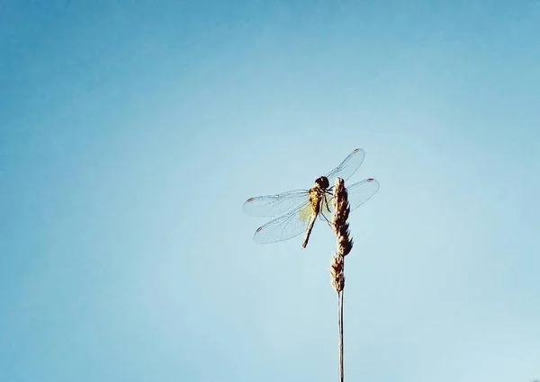 Imagem macro libélula — Fotografia de Stock