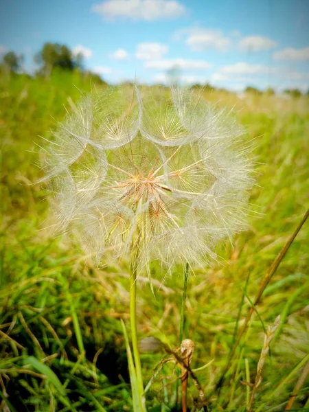 Karahindiba saydam doku — Stok fotoğraf