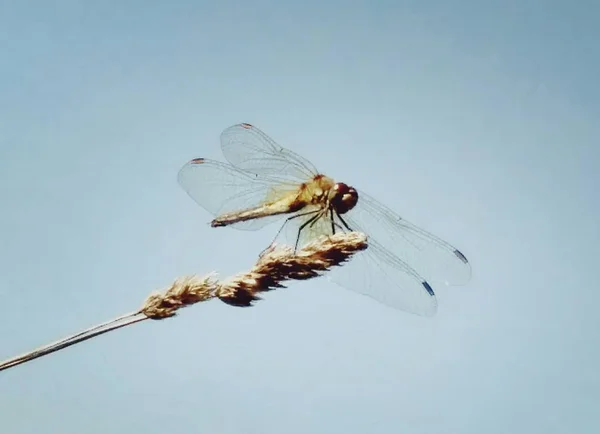 迷人的蜻蜓 — 图库照片