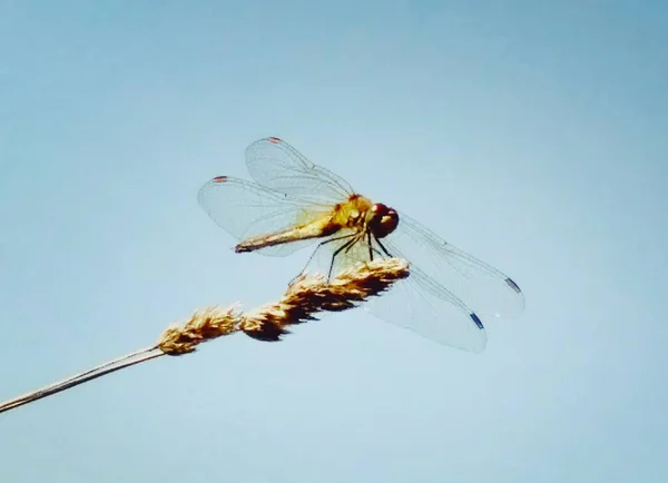 Eine faszinierende Libelle — Stockfoto