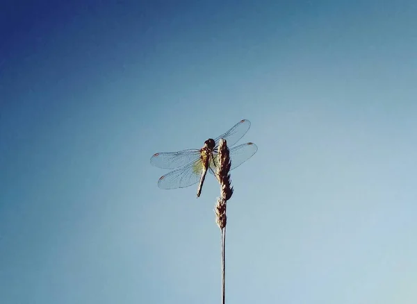 Una libellula affascinante — Foto Stock