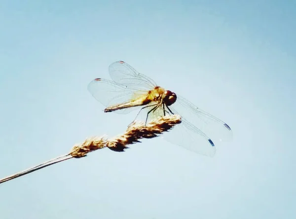 Magický Dragonfly obrázek — Stock fotografie