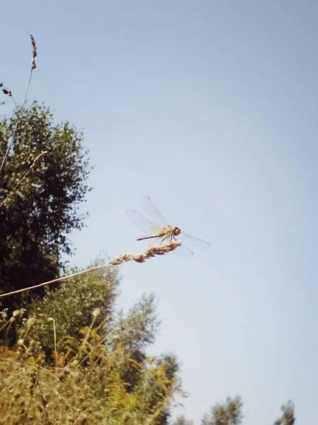 Dragonfly kommer att flyga — Stockfoto