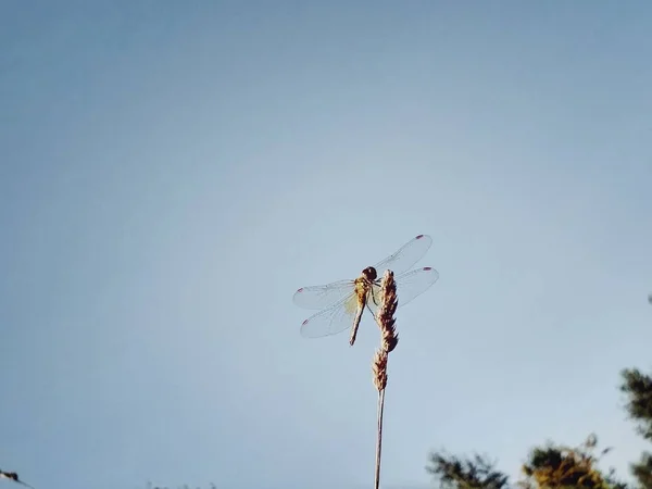 Immagine originale della libellula — Foto Stock