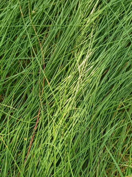 Juicy Green Steppe Grass Texture — Stock Photo, Image