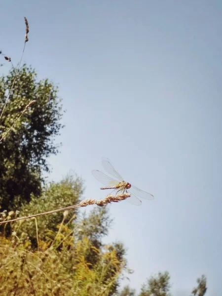 Dragonfly uçacak — Stok fotoğraf