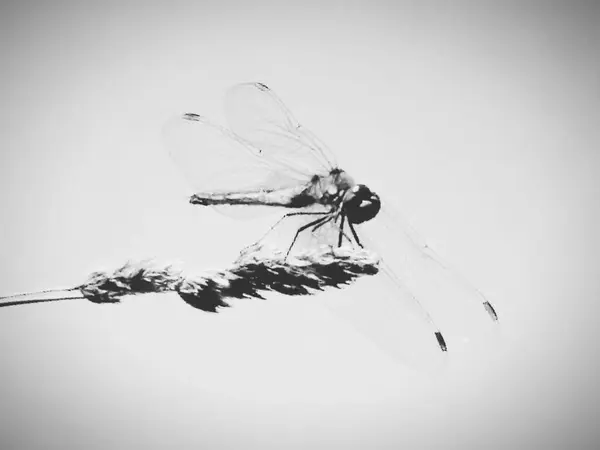 Hypnotizující Dragonfly — Stock fotografie