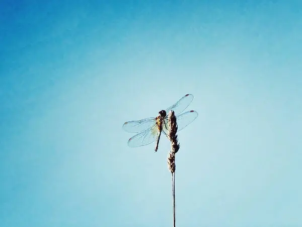 Magický Dragonfly obrázek — Stock fotografie