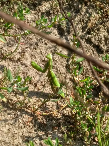 Mantis makro görüntü — Stok fotoğraf