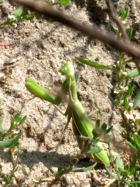 Mantis Macro Image — Photo