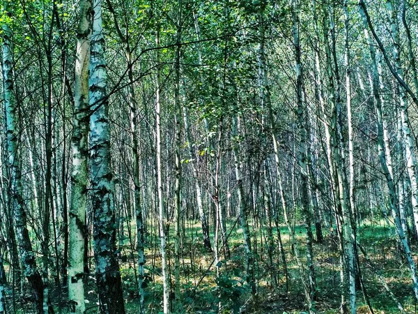 Birch Grove fotoğraf