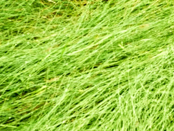 Green Juicy Grass Close-up — Stock Photo, Image
