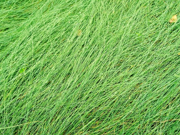 Grünes saftiges Gras aus nächster Nähe — Stockfoto