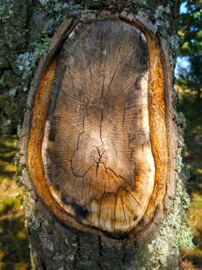 Ağaç gövdesi kesme