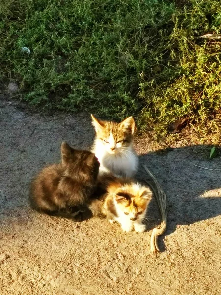 小猫家庭肖像 — 图库照片