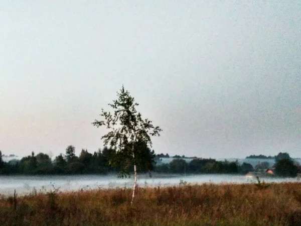 Birke im Nebel — Stockfoto